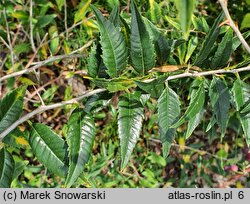 Prinsepia sinensis (prinsepia mandżurska)