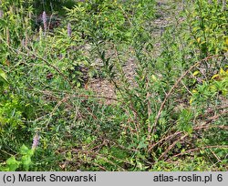 Prinsepia sinensis (prinsepia mandżurska)