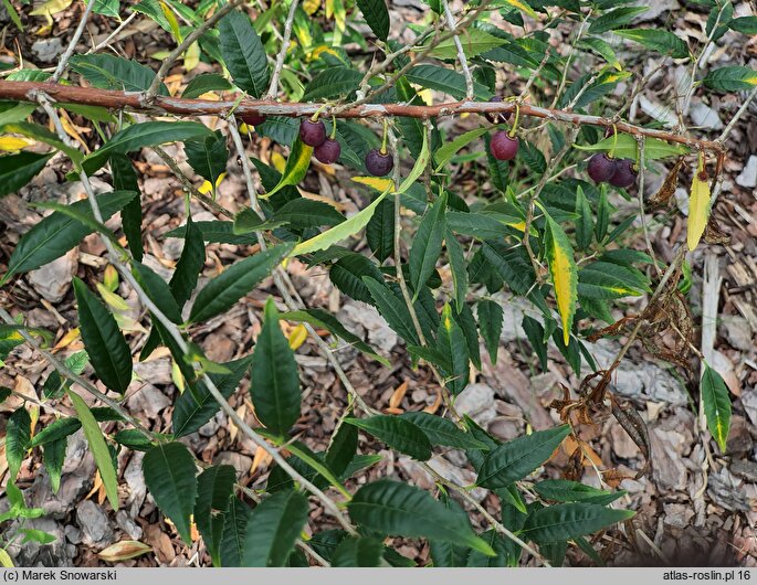 Prinsepia sinensis (prinsepia mandżurska)