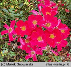 Rosa hort. Jacretou