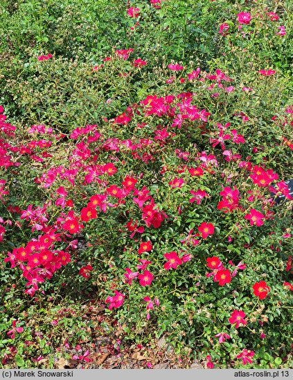 Rosa hort. Jacretou