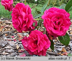 Rosa hort. Adabaring