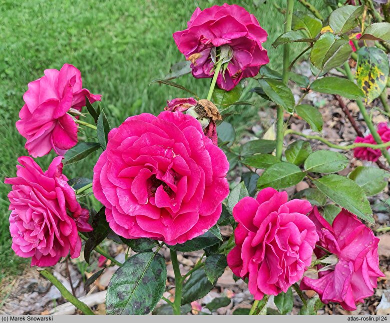 Rosa hort. Adabaring