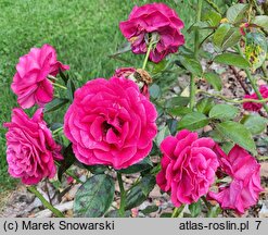 Rosa hort. Adabaring