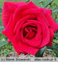Rosa hort. Adabaring