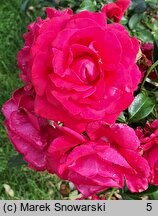 Rosa hort. Adabaring