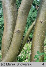 Laburnum ×watereri (złotokap Waterera)