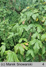 Laburnum ×watereri (złotokap Waterera)