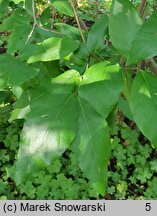 Calycanthus fertilis Walter