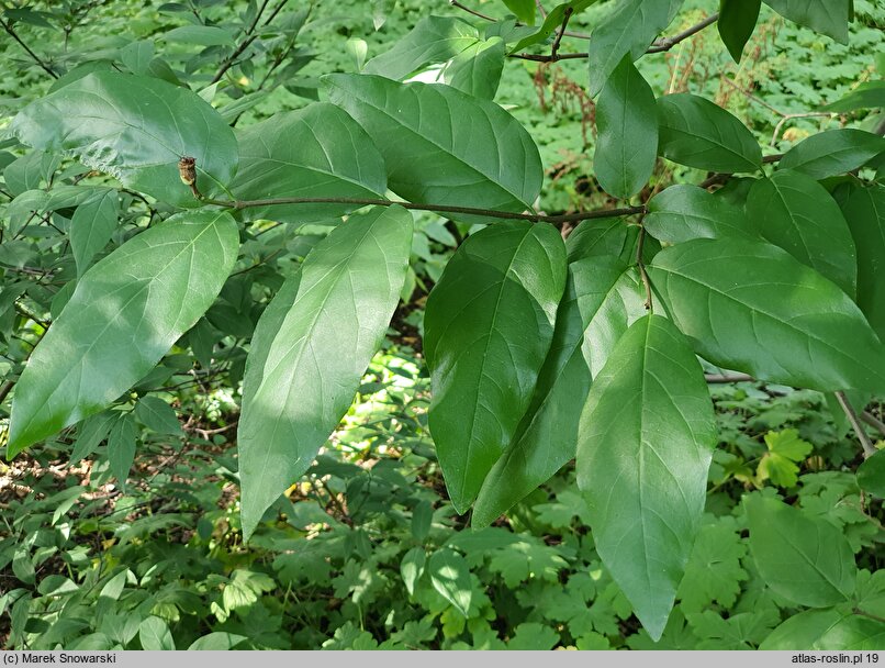 Calycanthus fertilis Walter