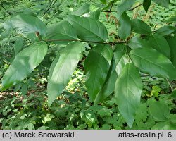 Calycanthus fertilis Walter