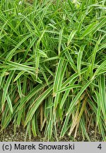 Carex morrowii Ice Dance