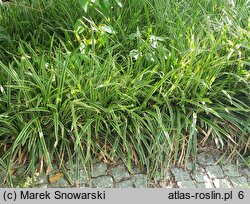 Carex morrowii Ice Dance