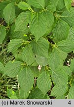 Weigela japonica (krzewuszka japońska)