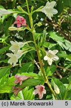 Weigela japonica (krzewuszka japońska)