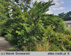 Weigela japonica (krzewuszka japońska)