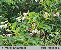 Weigela japonica (krzewuszka japońska)