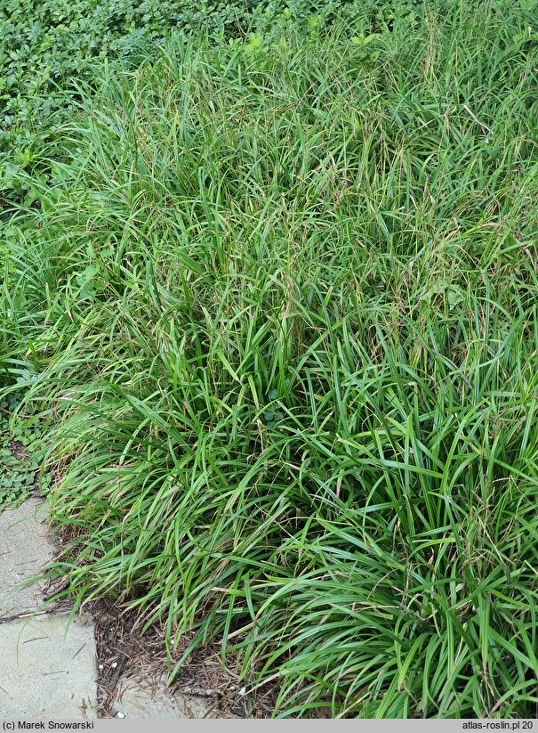 Carex pilosa Copenhagen Select