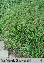 Carex pilosa Copenhagen Select