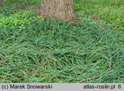 Carex pilosa Copenhagen Select