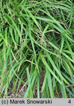 Carex pilosa Copenhagen Select