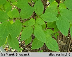 Philadelphus lewisii (jaśminowiec Lewisa)