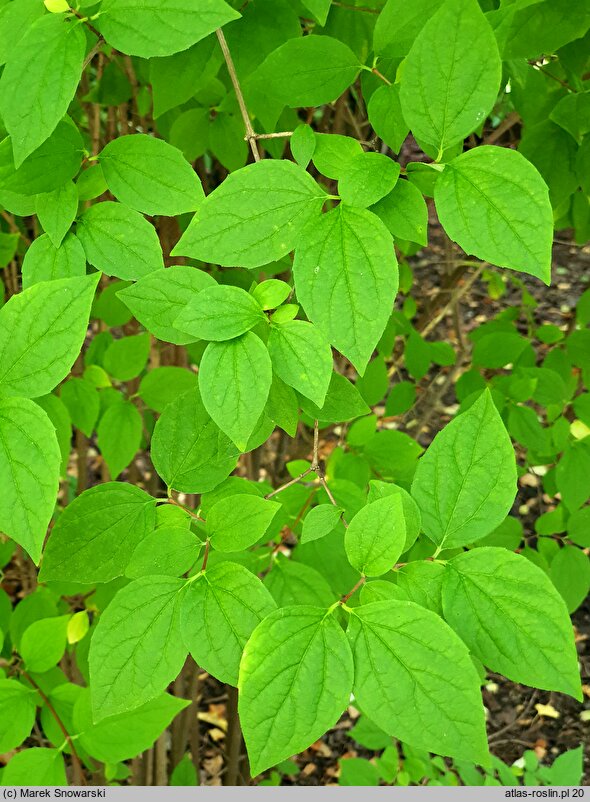 Philadelphus lewisii (jaśminowiec Lewisa)