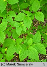 Philadelphus lewisii (jaśminowiec Lewisa)