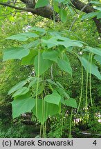 Catalpa ×erubescens (surmia pośrednia)