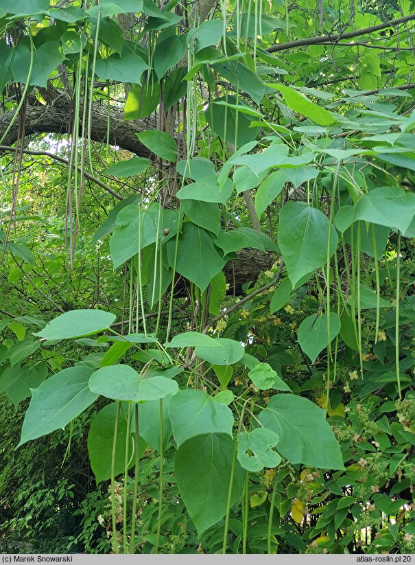 Catalpa ×erubescens (surmia pośrednia)