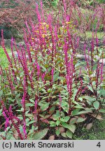 Phytolacca icosandra