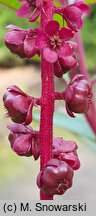 Phytolacca icosandra