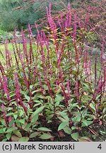 Phytolacca icosandra