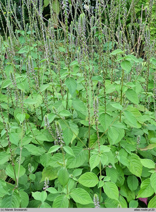 Achyranthes aspera (achyrantes ostry)