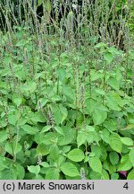 Achyranthes aspera (achyrantes ostry)