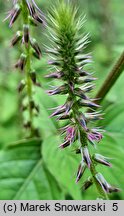 Achyranthes aspera (achyrantes ostry)