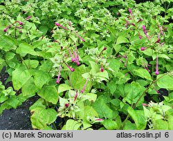 Mirabilis jalapa (dziwaczek Jalapa)