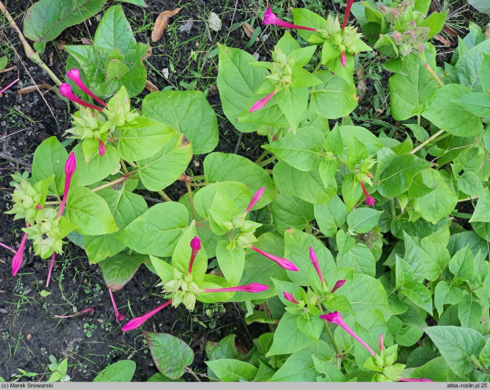 Mirabilis longiflora (dziwaczek długokwiatowy)