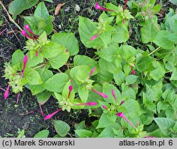 Mirabilis longiflora (dziwaczek długokwiatowy)