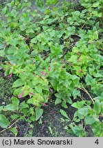 Mirabilis longiflora (dziwaczek długokwiatowy)