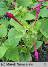 Mirabilis longiflora (dziwaczek długokwiatowy)