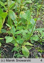 Talinum paniculatum