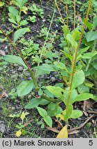 Talinum paniculatum