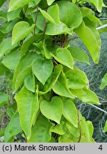 Anredera cordifolia (anredera sercolistna)