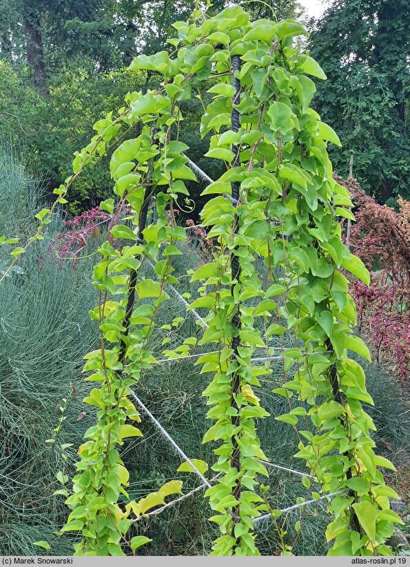 Anredera cordifolia (anredera sercolistna)