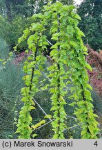 Anredera cordifolia (anredera sercolistna)