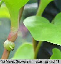 Anredera cordifolia (anredera sercolistna)