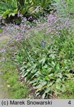 Limonium gmelinii (zatrwian Gmelina)