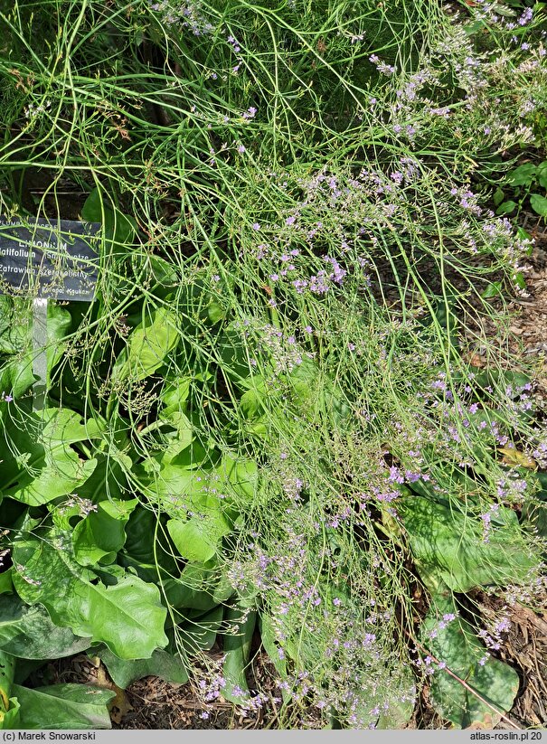 Limonium platyphyllum (zatrwian szerokolistny)