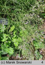 Limonium platyphyllum (zatrwian szerokolistny)